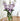 Delta Delta Delta (ΔΔΔ) Glass Flower Vase
