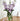 Pi Beta Phi (ΠΒΦ) Glass Flower Vase