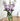 Kappa Delta (ΚΔ) Glass Flower Vase