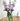 Alpha Chi Omega (ΑΧΩ) Glass Flower Vase