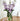 Chi Omega (ΧΩ) Glass Flower Vase